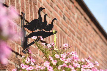 canard, oie, decoration, fleur, agriculture, elevage