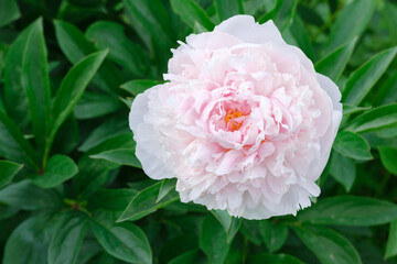 Pink flower Close-up and green leaves