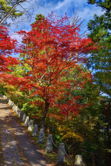 Naklejka premium 吉野山の紅葉