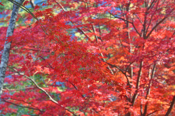 吉野山の紅葉