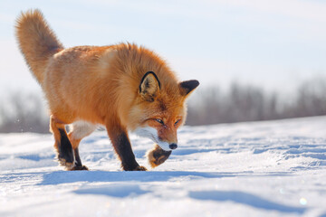 Red Fox is walking on the snow-covered tundra. The wildlife of the Arctic. Wild Fox in its natural habitat. Cold frosty weather in the far North of Siberia. Nature of Chukotka and the Russian Far East - obrazy, fototapety, plakaty