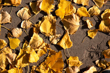 Autumn background. Yellow, fallen leaves on the ground. Golden autumn leaves background