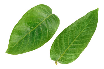 walnut leaf isolated on a white background with clipping path and full depth of field. Top view. Flat lay