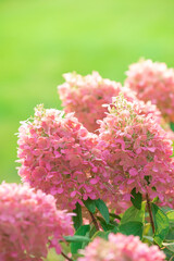 Beautiful hydrangea with pink inflorescence. Hydrangea Paniculata Vanille Fraise. Selective focus, close up. Background for greeting card.