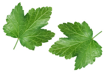 currant leaf isolated on white background with clipping path and full depth of field. Top view. Flat lay