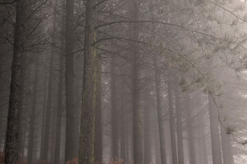 Fototapeta na wymiar Foggy pine woods