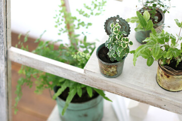 DIYの木の棚とインドアグリーンのイメージ写真