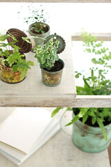 DIYの木の棚とインドアグリーンのイメージ写真