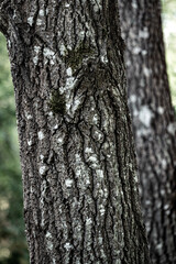 Fototapeta na wymiar bark of a tree, nacka, stockholm,sweden,sverige