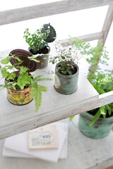 DIYの木の棚とインドアグリーンのイメージ写真