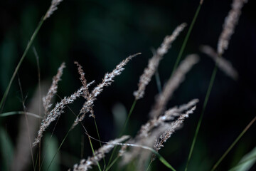 grass in summer, nacka, stockholm, sweden, sverige