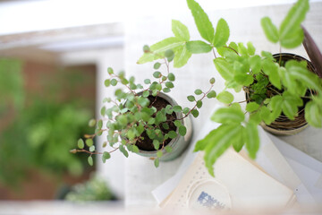 DIYの木の棚とインドアグリーンのイメージ写真