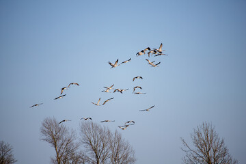 a flock of migratory birds flies over the forest with a blue sky
