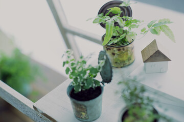 DIYの木の棚とインドアグリーンのイメージ写真