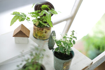 DIYの木の棚とインドアグリーンのイメージ写真