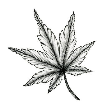 cannabis black ink leaf drawing isolated on white, line art drawing of a leaf, hand drawn botanical illustration, black leaf sketch