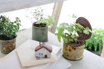 DIYの木の棚とインドアグリーンのイメージ写真
