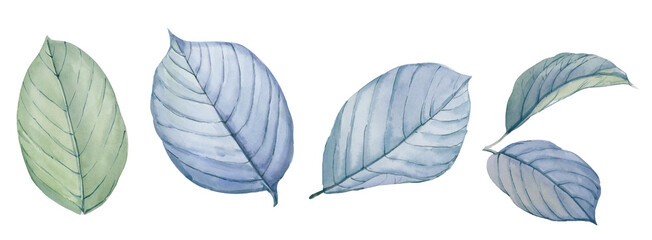 Obraz premium Leaf watercolor illustration.Manual composition.Big Set watercolor elements.