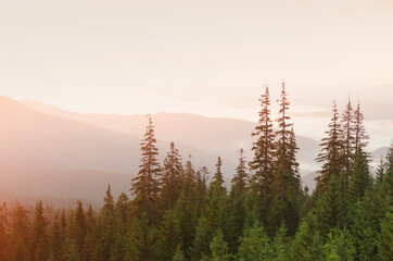Mountain forest in evening sunset