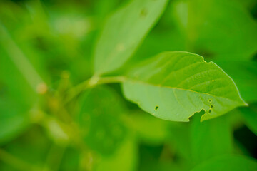 Pigeon pea crop field , Damaged Pigeon pea leaf