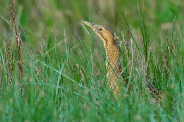 The Eurasian bittern in the grass