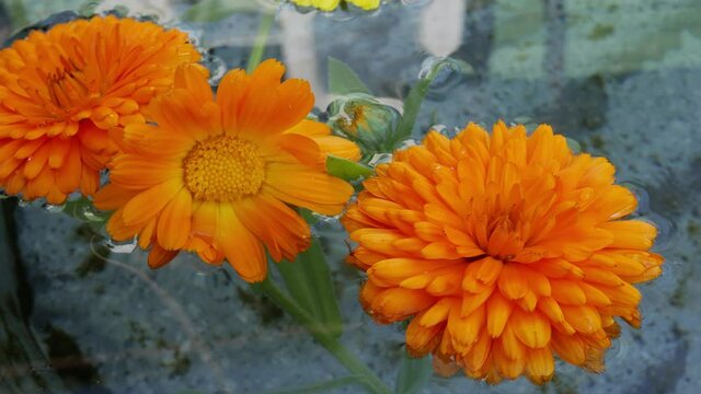 Floating torn calendula flowers. Three freshly ripped calendula flowers on the water surface. High quality 4k footage