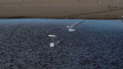 Goélands en plein vol, au-dessus du courant de Huchet