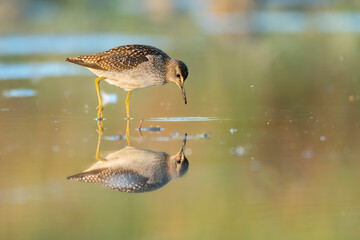 The wood sandpiper reflecting itself in the water