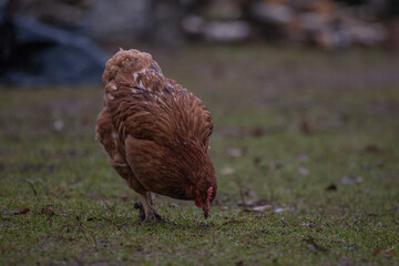 chickens in the countryside walk through the yard eating what they find on the ground