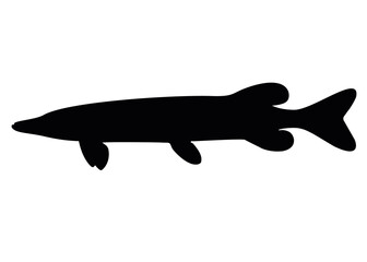 Large and predatory pike. Vector image.
