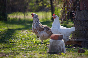 chickens in the countryside walk through the yard eating what they find on the ground