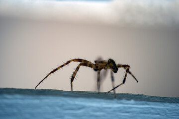spider on the web nacka, sweden, stockholm, sverige