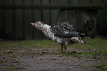 the duck shakes the water from the feathers in wet weather