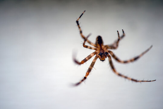 spider on a web nacka, sweden, stockholm, sverige