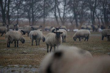 the sheep stand in the pasture and look at me in fear