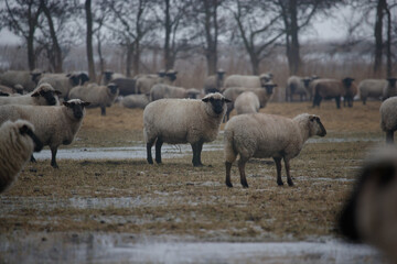 the sheep stand in the pasture and look at me in fear
