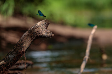 dragonfly descended to rest on a dry tree branch in the end of the river