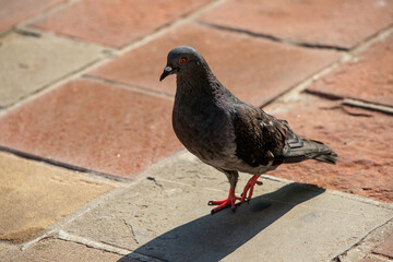 the pigeon stands on colored cobblestone sheets in an urban environment