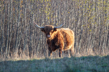 red bull with big horns in the autumn meadow eats dry grass