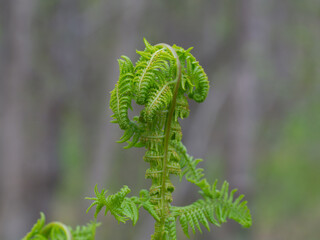 Young green plants. fern grows in spring.