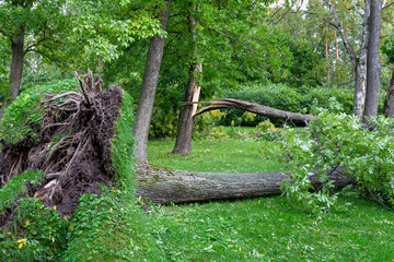 Fallen trees after the storm