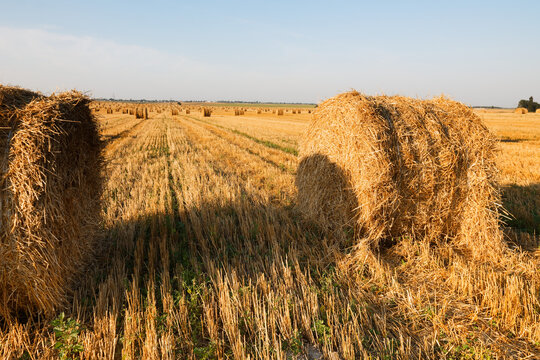 Hay bale. Agriculture field with sky. Rural nature in the farm land. Straw on the meadow. Wheat yellow golden harvest in summer. Countryside natural landscape. Grain crop, harvesting. © makam1969