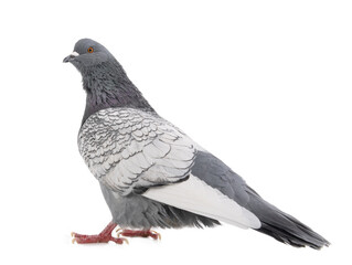 polish lynx dove isolated on white background