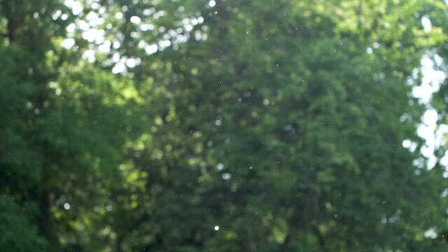 Green natural bokeh of old trees and white pollen of poplar seeds flying slowly all around air outdoor. Dangerous allergy season concept.