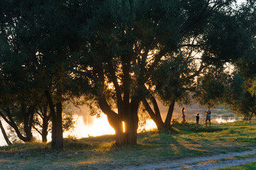 A picture of a clump of grass that was photographed in the afternoon sunlight.