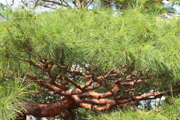 松 松の木 グリーン 鮮やか