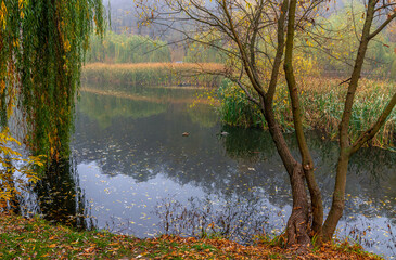 Mist descended over the lake. Ducks are swimming. Reeds grow along the banks.