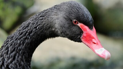 Schwarzer Schwan, Vogel mit rotem Schnabel