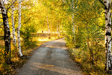 autumn path in the woods