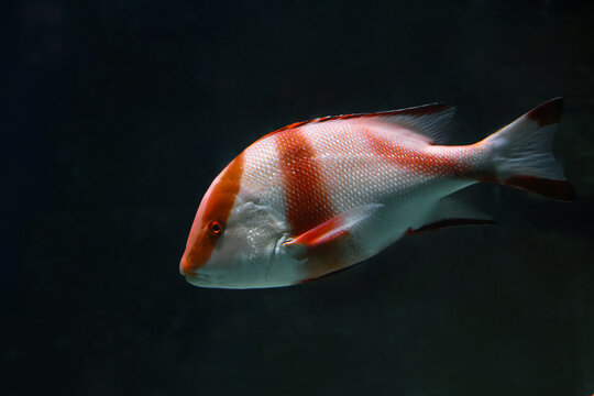 Lutjanus Sebae (Cuvier) - Emperor red snapper / Emperor Bream. Fish in the aquarium. Fish underwater.